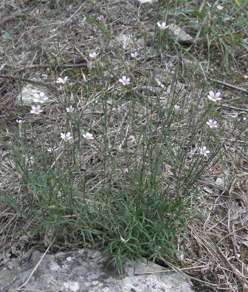 Gypsophila? No, Petrorhagia saxifraga (Caryophyllaceae)